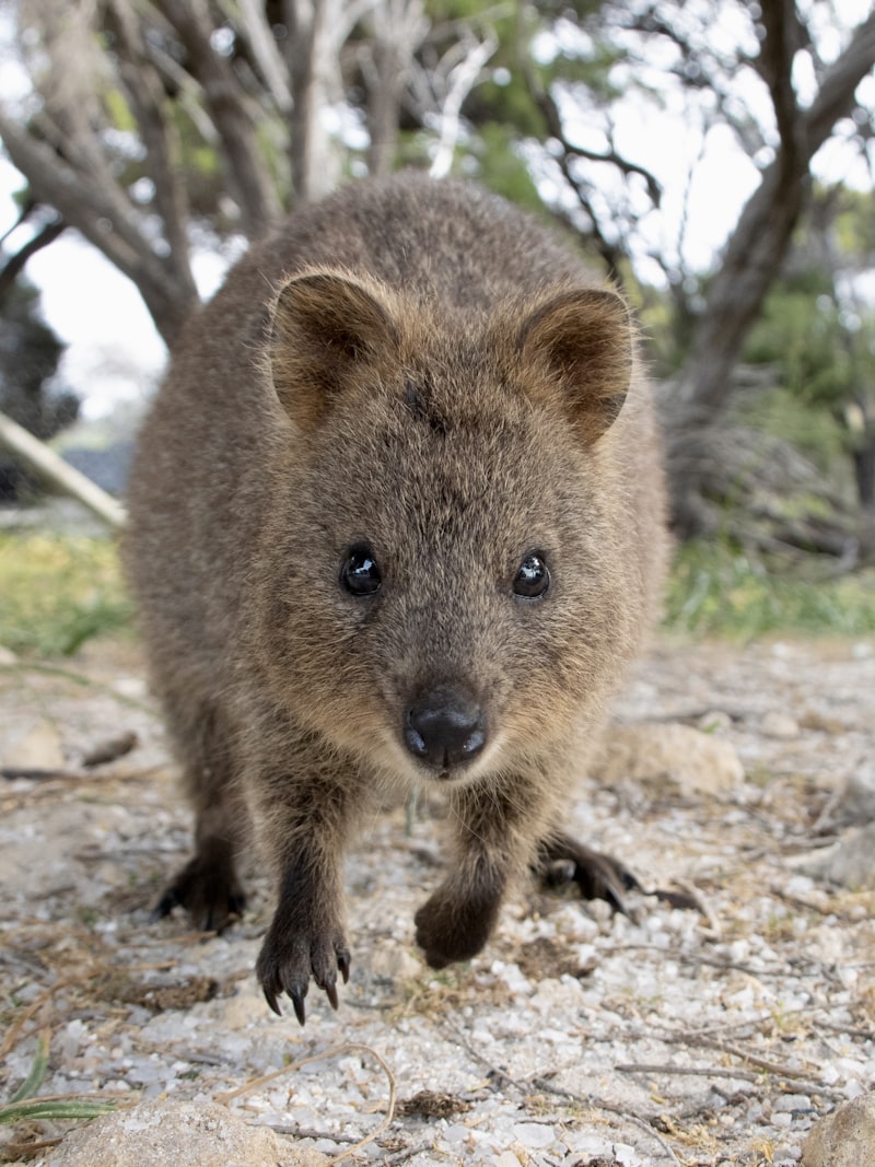 こちらを見つめるクォッカ